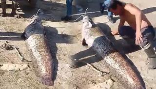 Bu balık bir insandan daha b&uuml;y&uuml;k! Devle boyunu kıyasladı