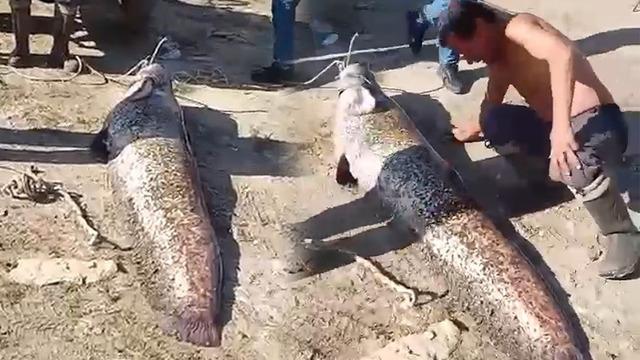 Bu balık bir insandan daha büyük! 78 kiloluk devle boyunu kıyasladı