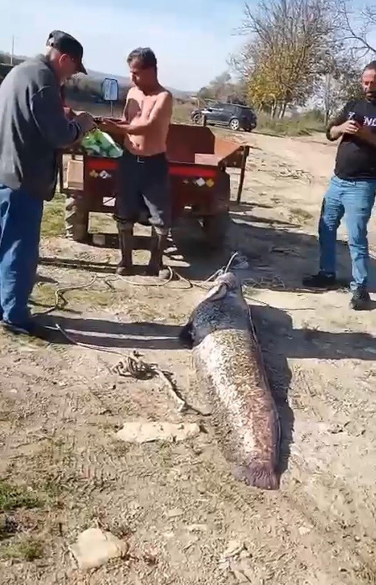 Bu balık bir insandan daha büyük! 78 kiloluk devle boyunu kıyasladı 2