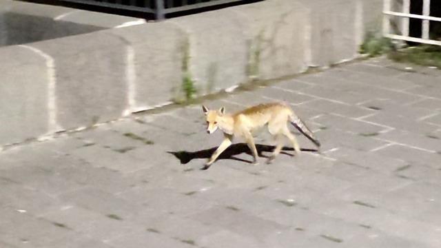 Tilki şehir merkezine kadar indi: Vatandaşlar görüntüledi