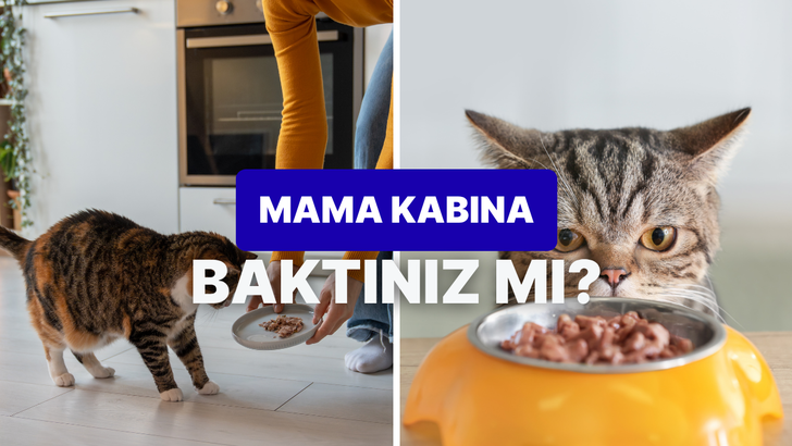 Evcil hayvanı olanlar buraya! Mama kaplarıyla alakalı bilmeniz gereken her şey