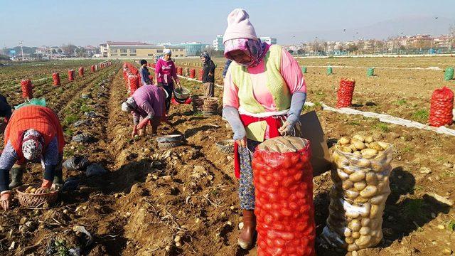 Ödemişli patates üreticisi, fiyat artışını üretim azlığına bağladı