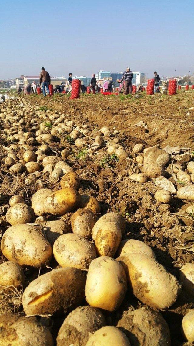 Ödemişli patates üreticisi, fiyat artışını üretim azlığına bağladı