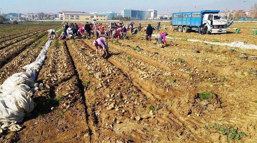 Ödemişli patates üreticisi, fiyat artışını üretim azlığına bağladı