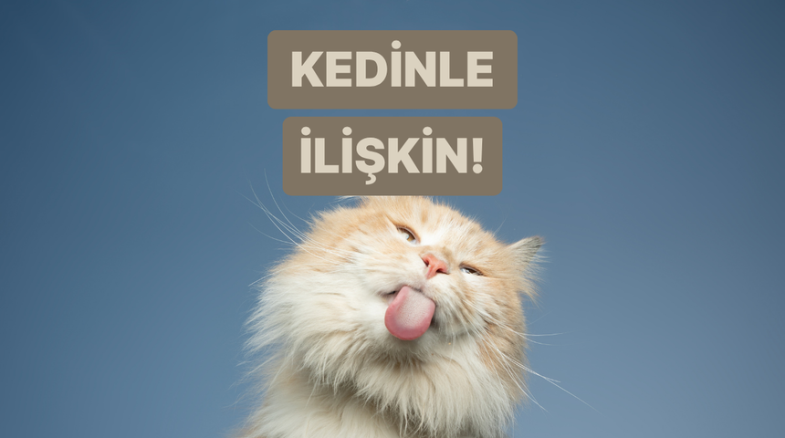 Sen ve kedin nasıl bir ikilisiniz?  