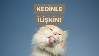 Sen ve kedin nasıl bir ikilisiniz?  