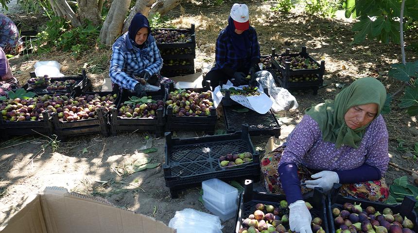 24 saat i&ccedil;inde sofralarda! Tescilli lezzetin hasadı başladı