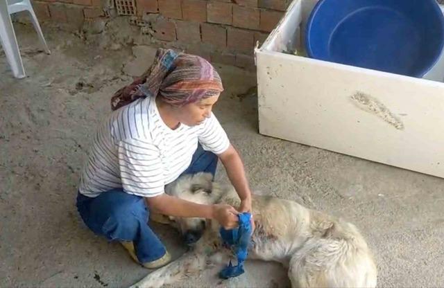 &Ccedil;oban k&ouml;peğini t&uuml;fekle vurup sakat bıraktılar 3
