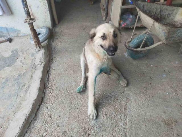 &Ccedil;oban k&ouml;peğini t&uuml;fekle vurup sakat bıraktılar 2