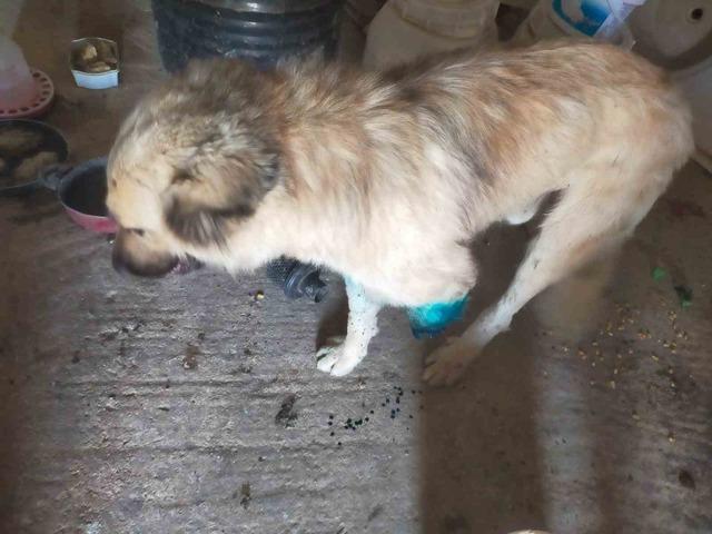 &Ccedil;oban k&ouml;peğini t&uuml;fekle vurup sakat bıraktılar 1