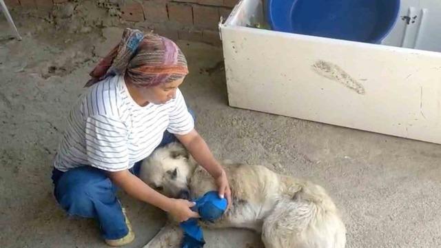 Çoban köpeğini tüfekle vurup sakat bıraktılar