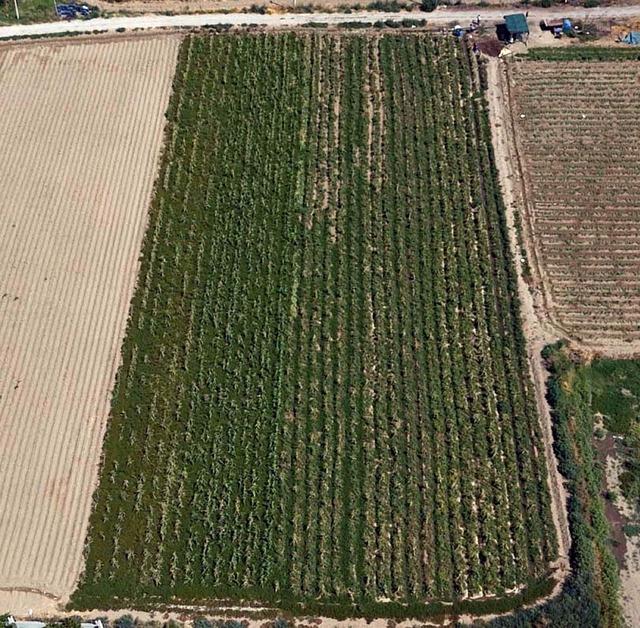 Eczanede başlayan mesaisi tarlada bitiyor 4