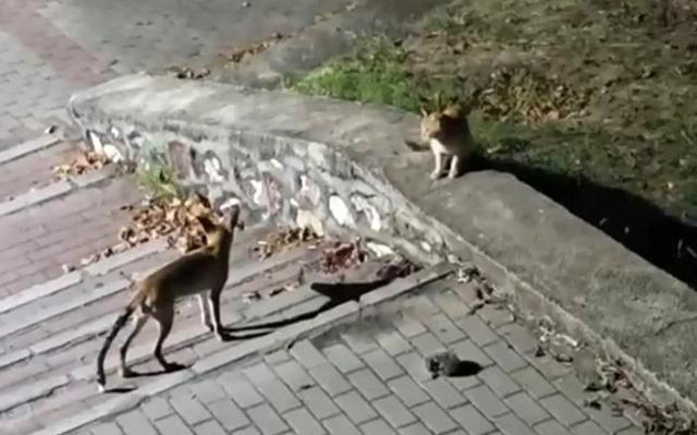 Tilki, kedi ve kirpi buluşması kamerada 1
