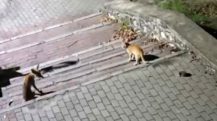 Tilki, kedi ve kirpi buluşması kamerada