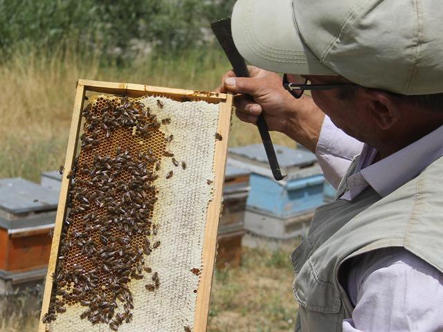 Tescilli Zara Balı sağımı başladı