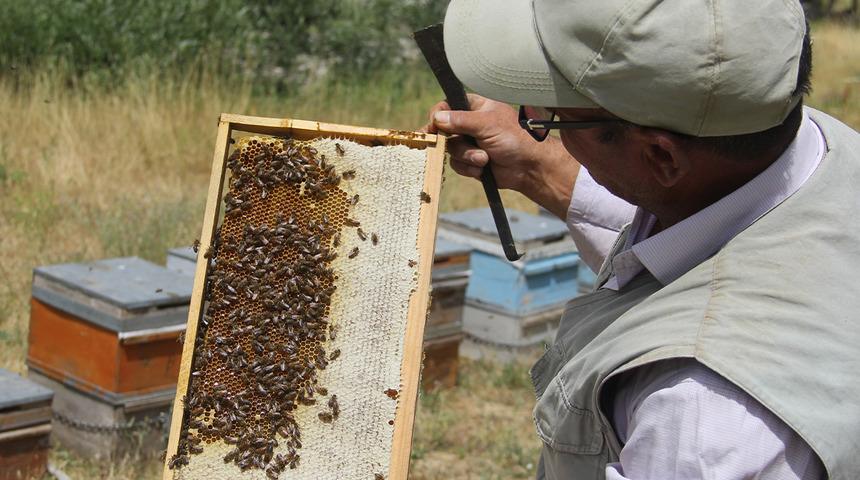 Tescilli Zara Balı sağımı başladı