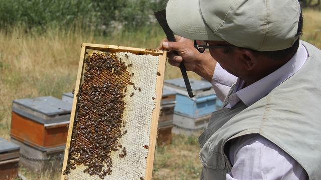 Tescilli Zara Balı sağımı başladı