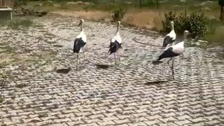 Tedavisi yapılan leylekler doğaya bırakıldı