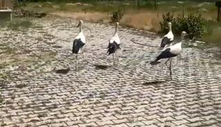 Tedavisi yapılan leylekler doğaya bırakıldı