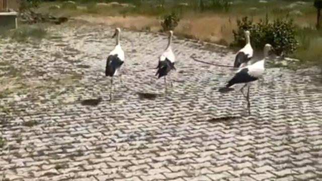 Tedavisi yapılan leylekler doğaya bırakıldı