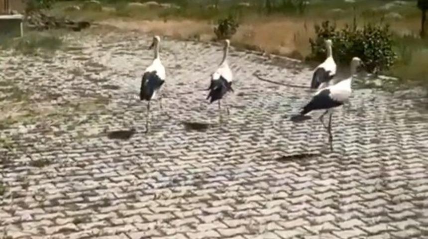 Tedavisi yapılan leylekler doğaya bırakıldı