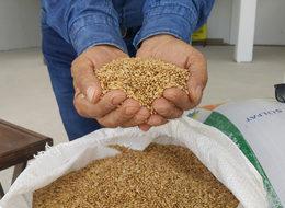 Bu buğdayın kilosu 5 lira