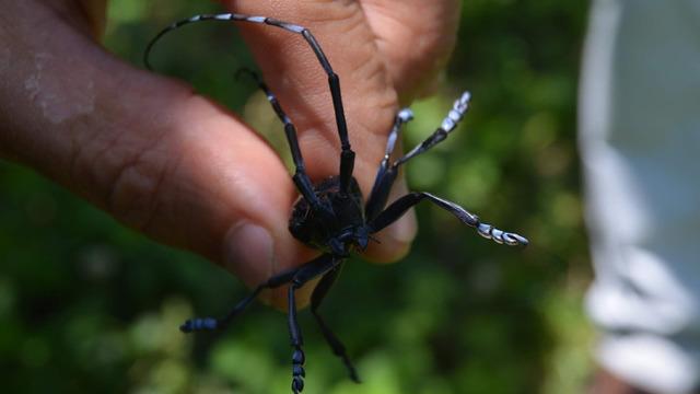 Türkiye'ye geldi, Karadeniz'i istila etti: 'Drakula' hızla yayılıyor!