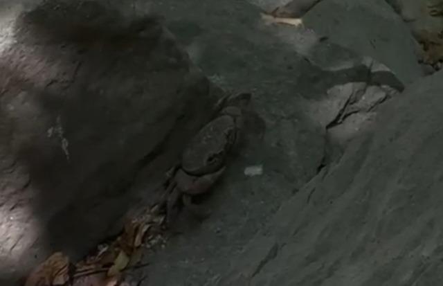 Y&uuml;ksekova&rsquo;da dev yenge&ccedil; g&ouml;r&uuml;nt&uuml;lendi 1