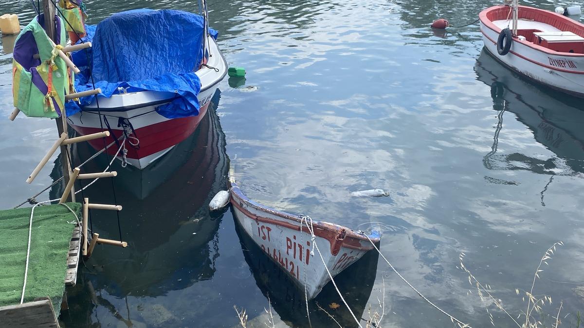 İstanbul un bir ilçesini ele geçirdiler! Su üstünde yumurtlayacaklar 1
