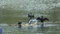 �stanbul'un bir il�esini ele ge�irdiler! Su �st�nde yumurtlayacaklar
