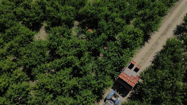 Hasadı başladı, lezzetiyle dikkat çekiyor: Yurt dışından talep yağıyor!