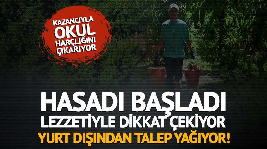 Hasadı başladı, lezzetiyle dikkat &ccedil;ekiyor: Yurt dışından talep yağıyor!