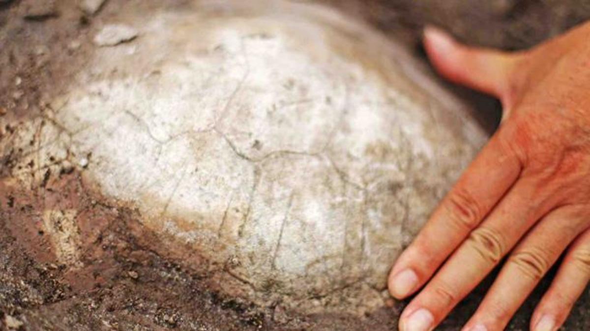 &Ccedil;in'de 150 milyon yıllık kaplumbağa fosili bulundu