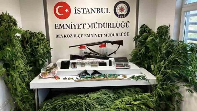 Beykoz’da uyuşturucu operasyonu: 117 kök hint keneviri ve çok sayıda silah ele geçirildi