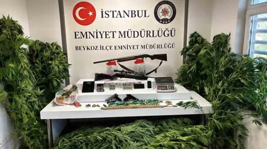Beykoz&rsquo;da uyuşturucu operasyonu: 117 k&ouml;k hint keneviri ve &ccedil;ok sayıda silah ele ge&ccedil;irildi