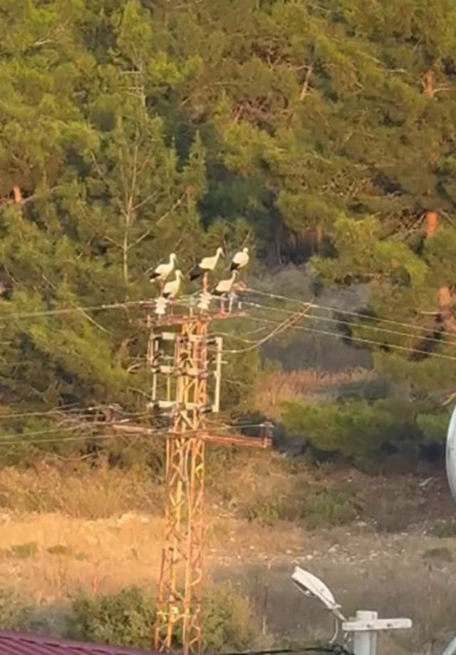 Direğe konan 5 leylekten 3’ü elektrik akımına kapılarak telef oldu 2