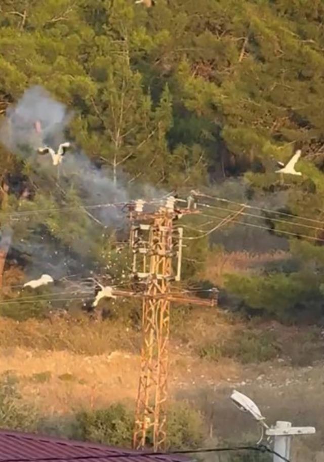 Direğe konan 5 leylekten 3’ü elektrik akımına kapılarak telef oldu 1