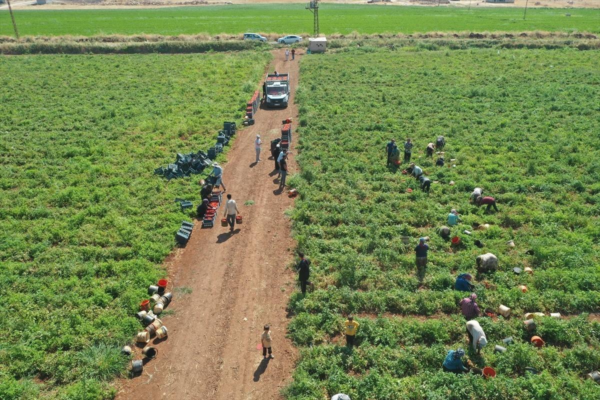 Kiralaya kiralaya 50 den 600 e &ccedil;ıkardı: 300 &ccedil;alışanı var 1