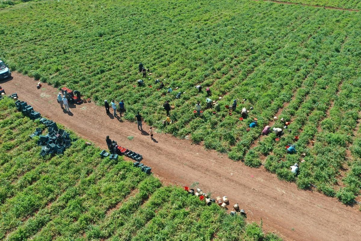 Kiralaya kiralaya 50 den 600 e &ccedil;ıkardı: 300 &ccedil;alışanı var 2
