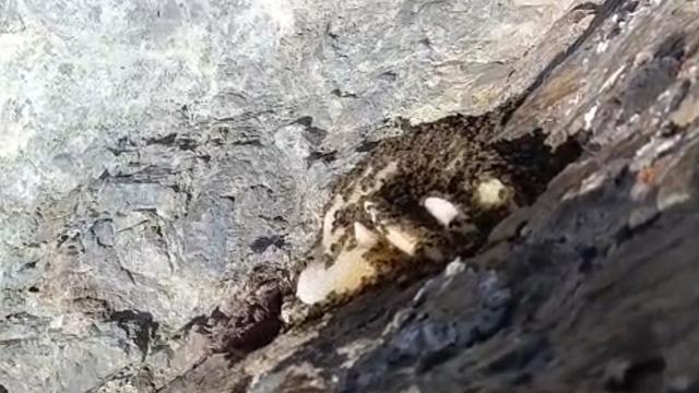 Sarp kayalıklarda oluşmuş! Doğal kaya balı bulundu
