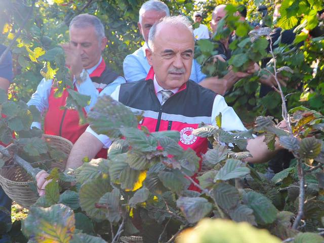 Ordu'da fındık hasadı başladı