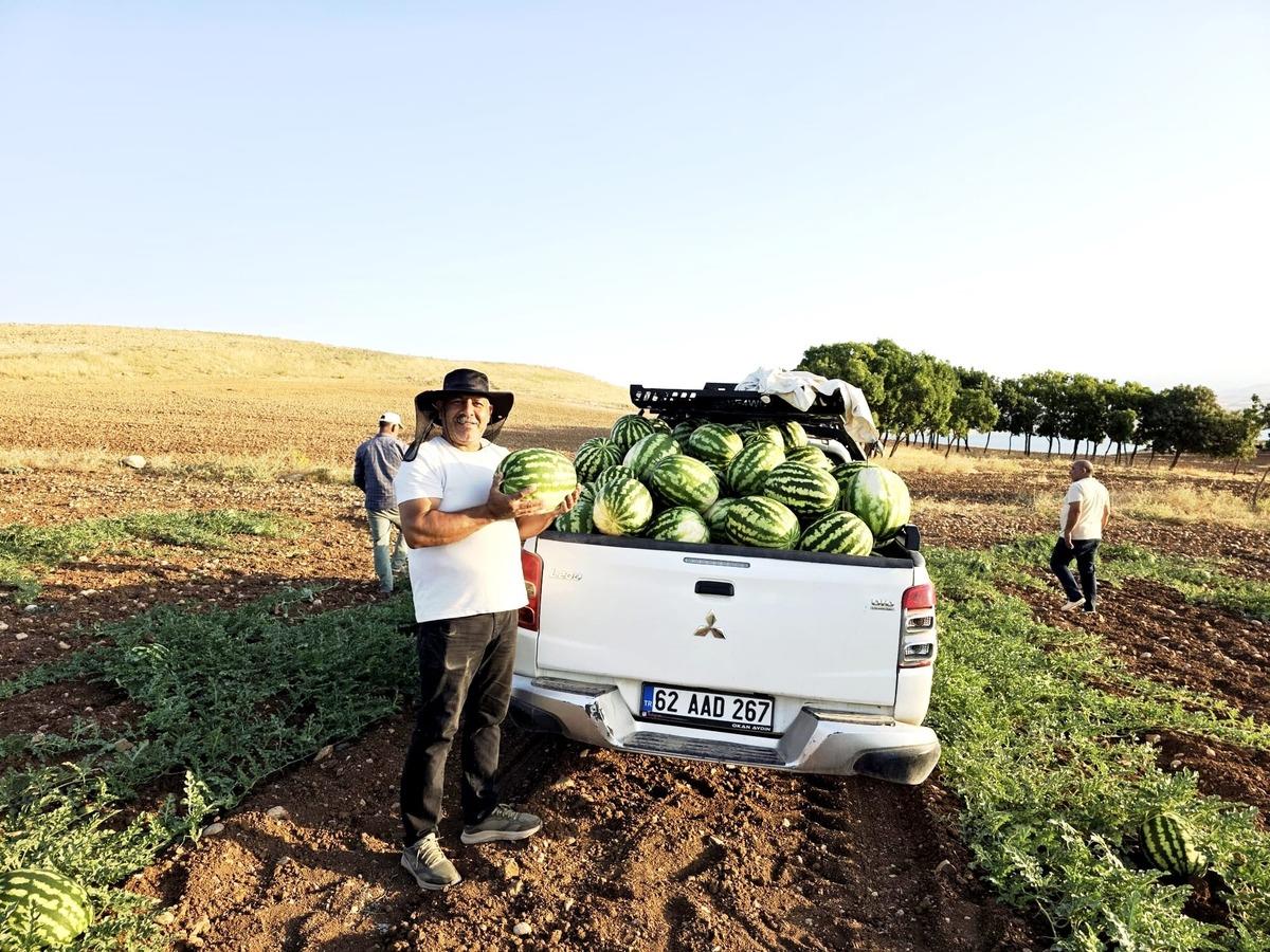 Susuz ve ilaçsız yetişiyor: Tadı şeker gibi! Kapış kapış gidiyor 3