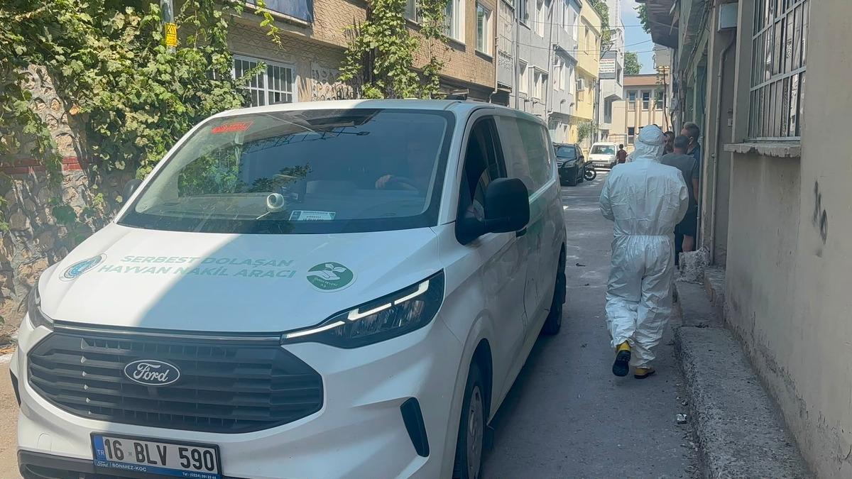 Bursa da pire alarmı! Hepsi apartmanın i&ccedil;inden &ccedil;ıktı: Ka&ccedil;acak yer aradılar 3