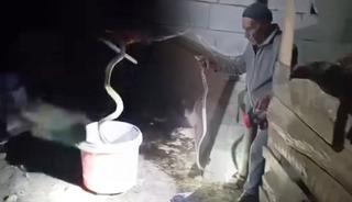 Yılanları &ccedil;ıplak elle yakalıyor: Iğdır'ın "Yılan B&uuml;k&uuml;c&uuml;s&uuml;"