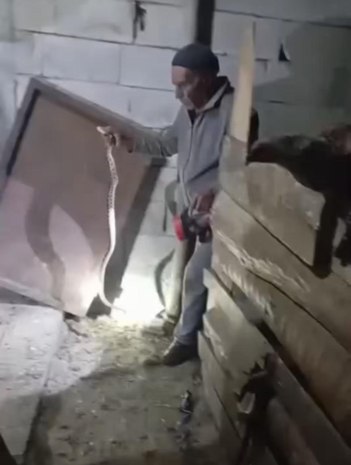 Yılanları çıplak elle yakalıyor: Iğdır ın "Yılan Bükücüsü" 1