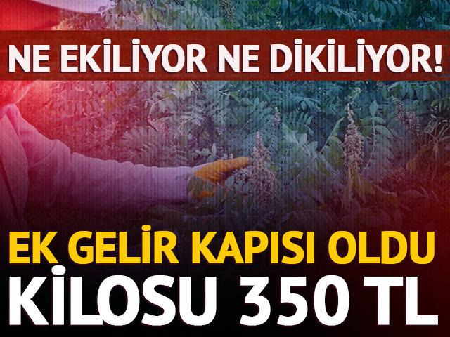 Kebap&ccedil;ıların vazge&ccedil;ilmezi! Doğada kendiliğinden yetişiyor, kilosu 350 TL