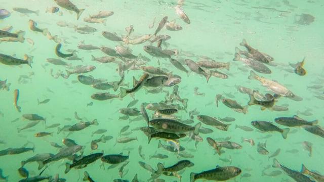 Doğu Karadeniz'in 7 aylık somon ihracatı 95,2 milyon doları aştı