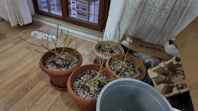 Evinde uyuşturucu yetiştiren şahsa operasyon: 1 gözaltı