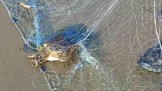 Mersin’de yasa dışı avcılığa sıkı denetim