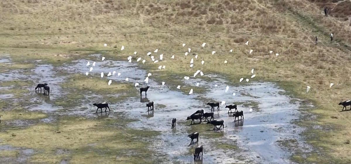 Afrika değil Adana! Sıcaktan ne yapacaklarını bilemeyince dereyi kapladılar 3